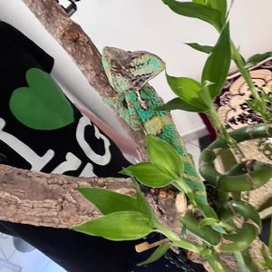 FLC (feat. Sossa Ka$h) (Explicit)