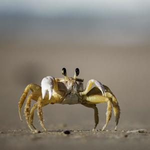 Crab Conga Party