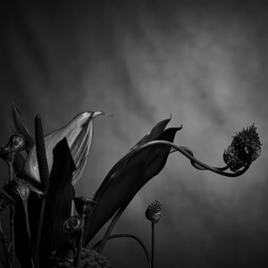 悲しみジョニー