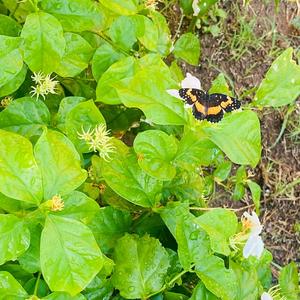 butterfly (P.TRIXS) (Explicit)