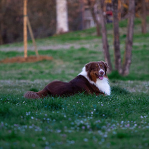 Dogs Chill: Gentle White Noise and Relaxing Harp Melodies