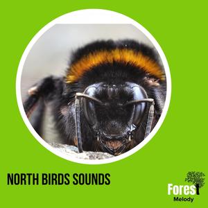 North Birds Sounds