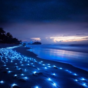 The Ocean Breathes With Gentle Stars