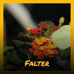 Falter