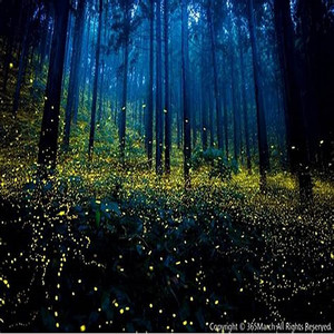 Fire Flies