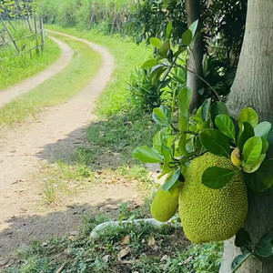 回家的路