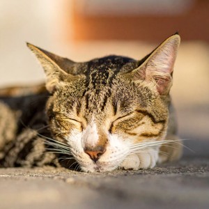 Ritmos De Ensueño Para La Serenidad