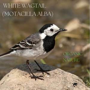 White Wagtail-Motacilla Alba