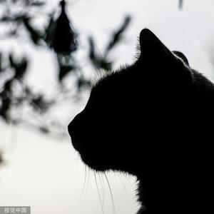 赤月-猫王 - 《回到过去变成猫》001 接猫粮广告