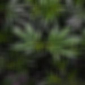 Getmehi (Remix|Explicit)