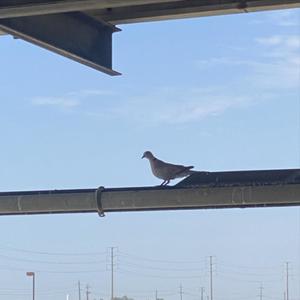 dove (feat. yungcray) (Explicit)