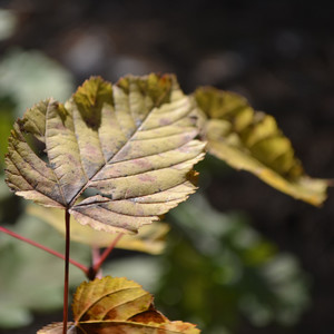 I am a MONSTER (Original Mix)