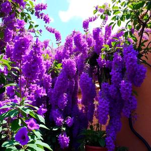 violeta (feat. Lil Ontino) (Explicit)