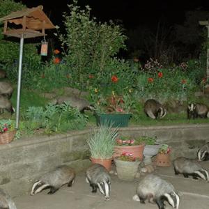 Nature (feat. Aekicy) (Explicit)