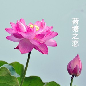 荷塘之恋 (伴奏)