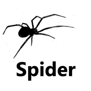 Spider