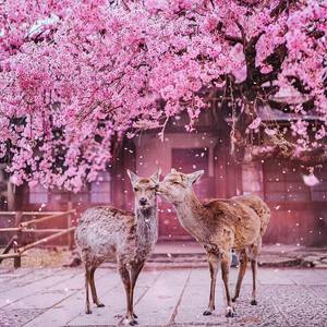 玫瑰与小鹿 (Live)