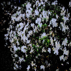 L's (YD prelude) (Explicit)