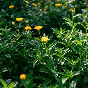 Sewlur Mantlepiece of Neglect