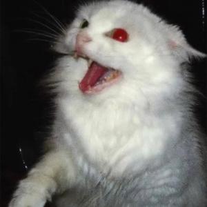 Please No Expectations