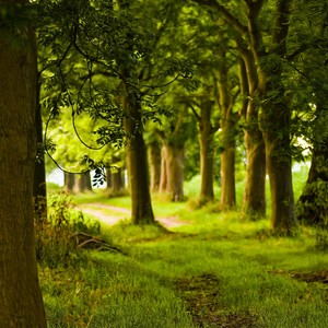 桥边姑娘 (清爽版)