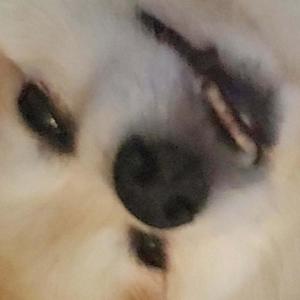 Been The King(feat. lowerhorizon) (Explicit)