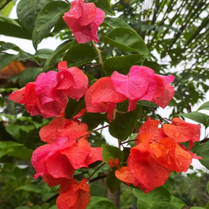 Tea in the Mountains