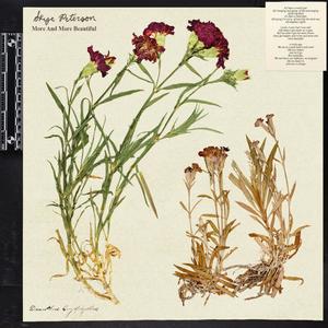 More and More Beautiful (feat. Thomas Austin)