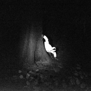 Extinction Level Event