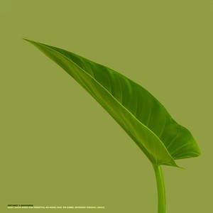 Adin I Show Speed Fan Freestyle, No Homo (Extended|Explicit)