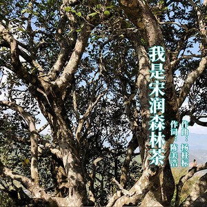我是宋润森林茶 (伴奏)