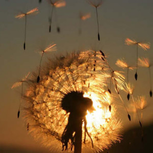 O Inexplicável(Versão Lenta)