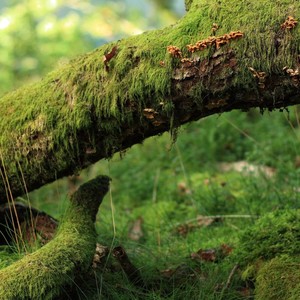 A Caverna dos Sonhos