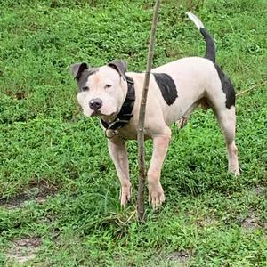 My Frist Freestyle (Explicit)