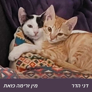 מין זרימה כזאת