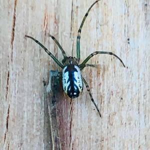 I Spit Fire (Explicit)