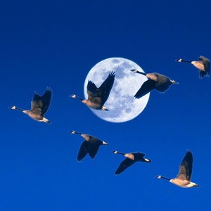 Wild Geese and the Full Moon