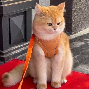 HUSH(淡淡的幸福感)钢琴曲