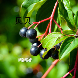 贝贝