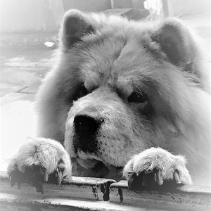 De Leon - ThrowForward