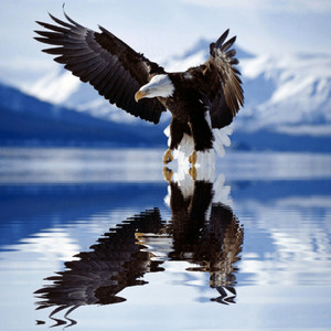 Super Eagle (Explicit)