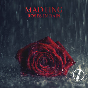 Roses in Rain