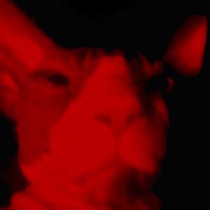 Tophee - wop wop wop