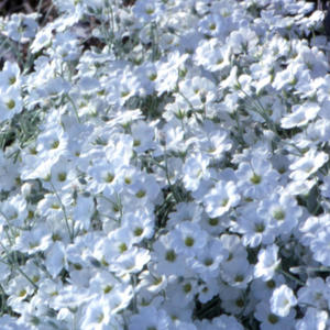 Another Snowy Summer ...