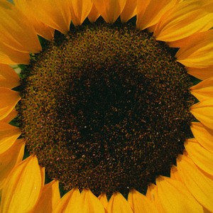 Fallen Sun