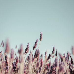 Lush life