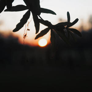 The rial shet #1 (nada mas) (feat. The Rial jota) (Explicit)