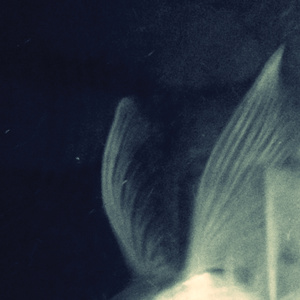 비둘기에게 (시인과 촌장) (致鸽子 (诗人和村长))