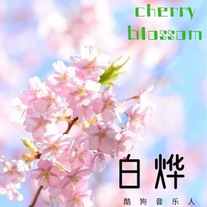 Cherry Blossom