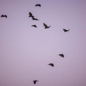 vibin (tdf, twentywrld) (feat. Gualabagz) (Explicit)